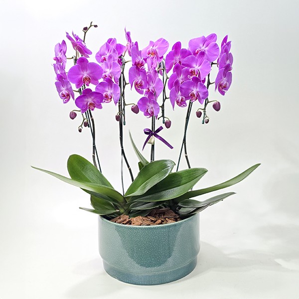 Arranjo de Orquídea Phalaenopsis Pink em Vaso de Cerâmica Petróleo - GG