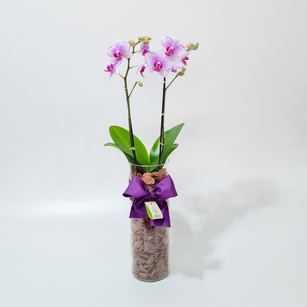 Arranjo de Mini Orquídea Phalaenopsis Pink em Cilindro Fino - M