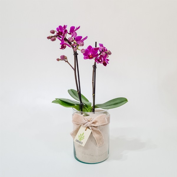 Arranjo de Mini Orquídea Phalaenopsis Pink em Copo de Vidro Alto - M |  Flavia Rocco