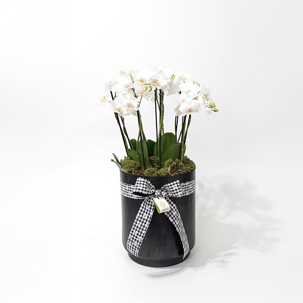 Arranjo de Mini Orquídea Phalaenopsis Branca em Cilindro de Latão - G