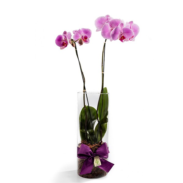 Arranjo com Phalaenopsis Pink dupla em Cilí­ndro - G