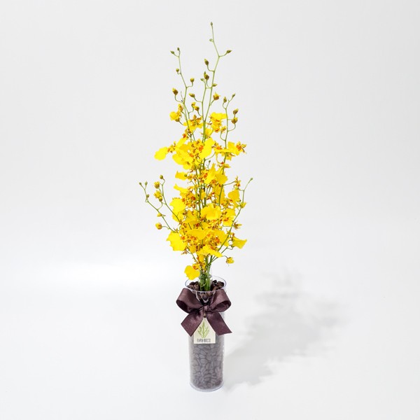 Arranjo de Orquídea Chuva de Ouro em Copo Acrílico - P