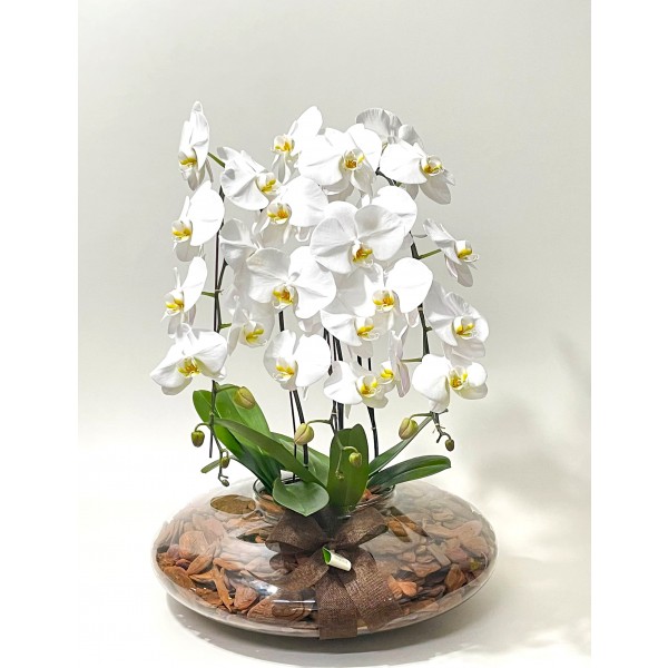 Arranjo de Orquídea Branca Plantada em Disco - GG