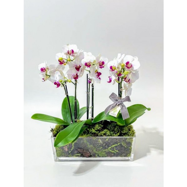 Arranjo de Mini Orquídea Phalaenopsis em Jardineira de Vidro - M