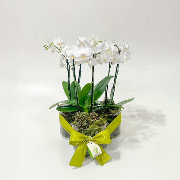 Arranjo de Mini Orquídea Phalaenopsis Branca em Trio de Copos - M