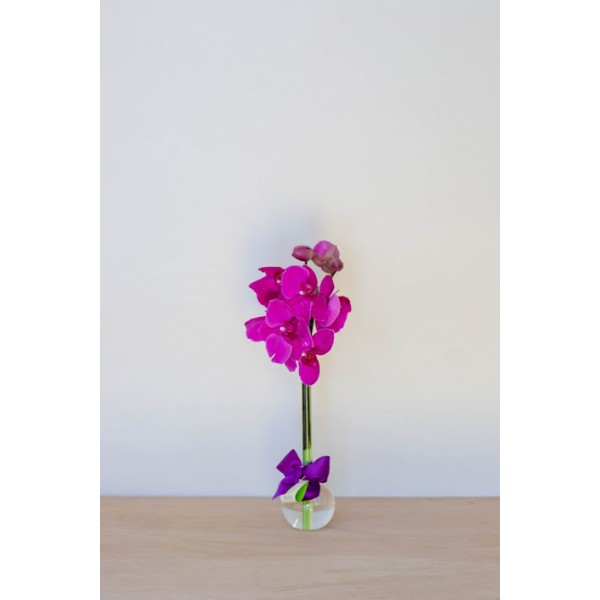 Arranjo de Orquídea Phalaenopsis Pink em Balão - P