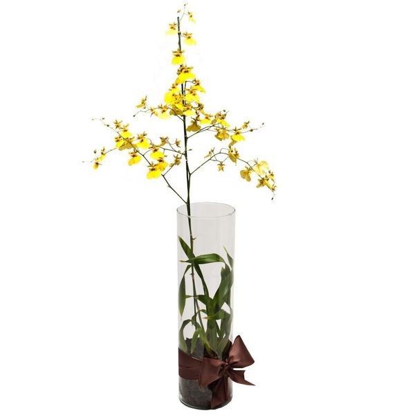 Arranjo de Orquídea Chuva de Ouro em Cilindro - G