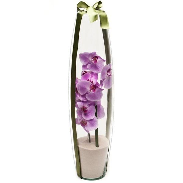 Arranjo de Orquídea Phalaenopsis Pink em Torpedo - G