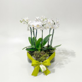 Arranjo de Mini Orquídea Phalaenopsis Branca em Trio de Copos - M
