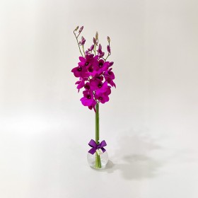 Arranjo de Orquídea Denphale Pink em Balão - P