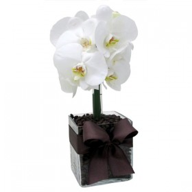 Arranjo de Orquídea Phalaenopsis Branca em Cubo de Vidro - P