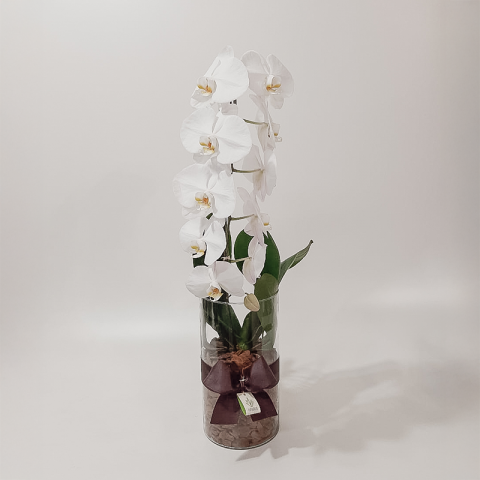Arranjo de Orquídea Phalaenopsis Branca em Cilindro - G