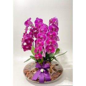 Arranjo de Orquídea Pink Plantada em Disco - GG