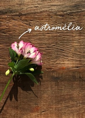 Flor astromélia